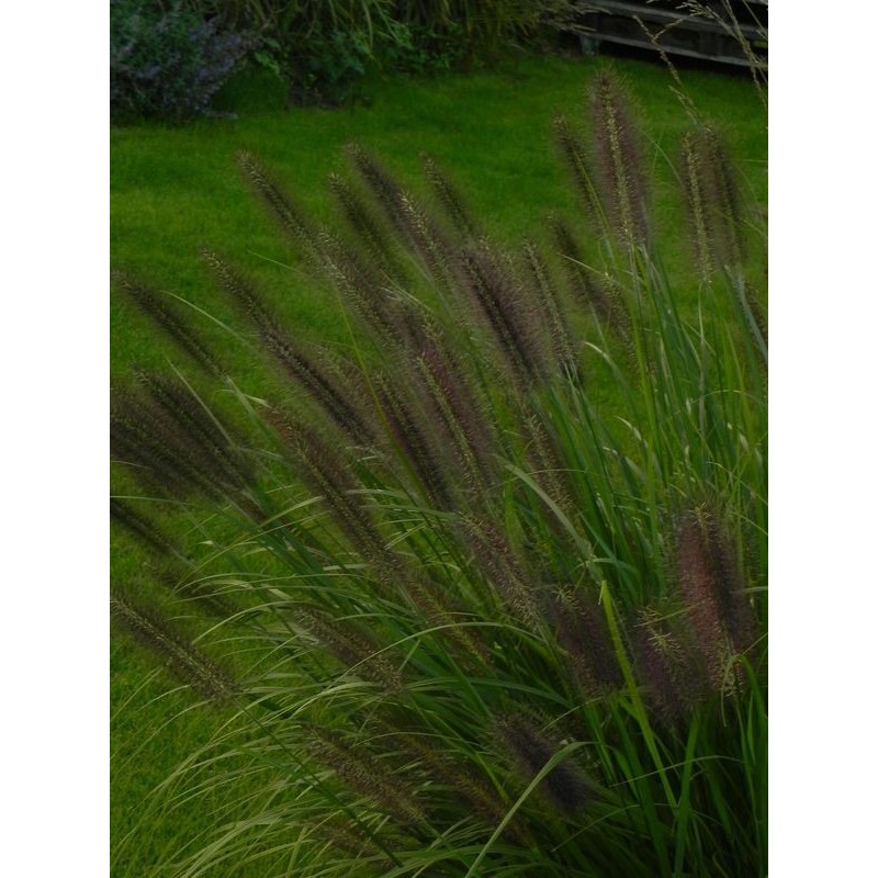rozplenica japońska (Pennisetum alopecuroides) Black Beauty- Świat bylin - sklep internetowy