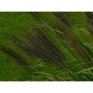 rozplenica japońska (Pennisetum alopecuroides) Black Beauty- Świat bylin - sklep internetowy