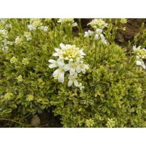 gęsiówka macedońska (Arabis ferdinandi-coburgii) Old Gold- Świat bylin - sklep internetowy