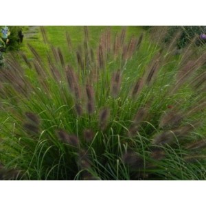 rozplenica japońska (Pennisetum alopecuroides) Black Beauty- Świat bylin - sklep internetowy