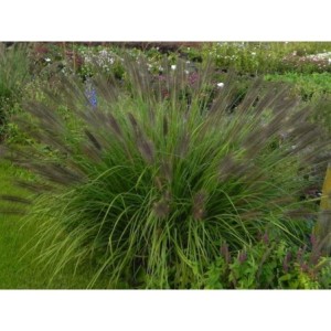 rozplenica japońska (Pennisetum alopecuroides) Black Beauty- Świat bylin - sklep internetowy