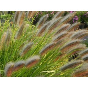 rozplenica japońska (Pennisetum alopecuroides) Black Beauty- Świat bylin - sklep internetowy