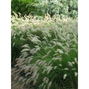 rozplenica japońska (Pennisetum alopecuroides) Cassian- Świat bylin - sklep internetowy