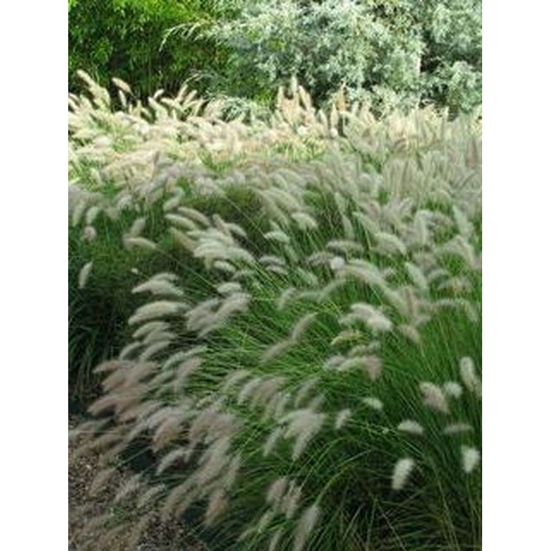 rozplenica japońska (Pennisetum alopecuroides) Cassian- Świat bylin - sklep internetowy