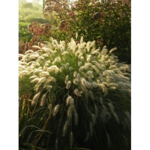 rozplenica japońska (Pennisetum alopecuroides) Hameln- Świat bylin - sklep internetowy