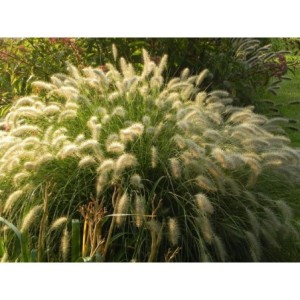 rozplenica japońska (Pennisetum alopecuroides) Hameln- Świat bylin - sklep internetowy