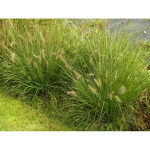 rozplenica japońska (Pennisetum alopecuroides) Hameln- Świat bylin - sklep internetowy