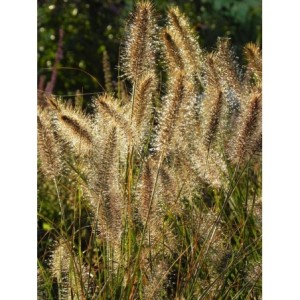 rozplenica japońska (Pennisetum alopecuroides) Hameln- Świat bylin - sklep internetowy