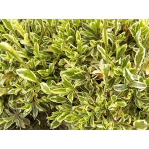 gęsiówka macedońska (Arabis ferdinandi-coburgii) Old Gold- Świat bylin - sklep internetowy