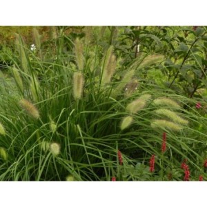 rozplenica japońska (Pennisetum alopecuroides) Hameln- Świat bylin - sklep internetowy