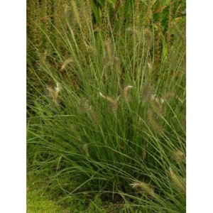 rozplenica japońska (Pennisetum alopecuroides) Hameln- Świat bylin - sklep internetowy