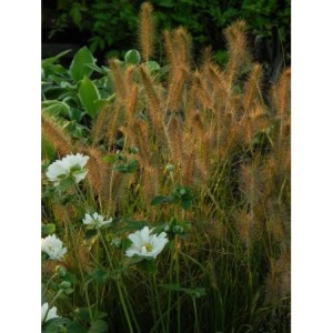 rozplenica japońska (Pennisetum alopecuroides) Hameln- Świat bylin - sklep internetowy