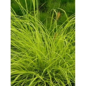 rozplenica japońska (Pennisetum alopecuroides) Hameln Gold- Świat bylin - sklep internetowy