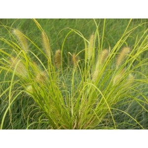 rozplenica japońska (Pennisetum alopecuroides) Hameln Gold- Świat bylin - sklep internetowy