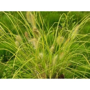 rozplenica japońska (Pennisetum alopecuroides) Hameln Gold- Świat bylin - sklep internetowy