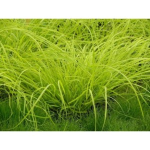 rozplenica japońska (Pennisetum alopecuroides) Hameln Gold- Świat bylin - sklep internetowy