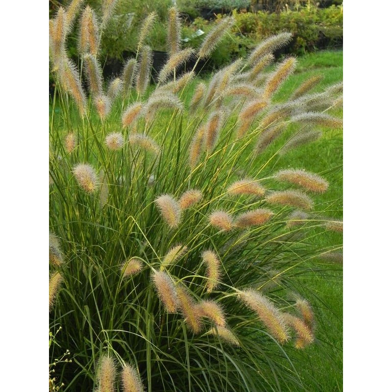 rozplenica japońska (Pennisetum alopecuroides) Lady U- Świat bylin - sklep internetowy