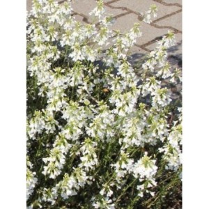 gęsiówka wczesna (Arabis procurrens) Neuschnee- Świat bylin - sklep internetowy