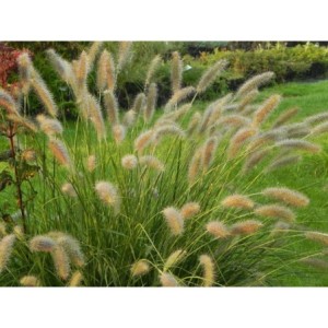 rozplenica japońska (Pennisetum alopecuroides) Lady U- Świat bylin - sklep internetowy