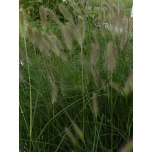 rozplenica japońska (Pennisetum alopecuroides) Lady U- Świat bylin - sklep internetowy