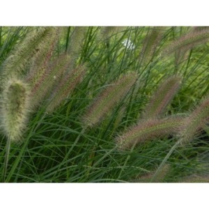 rozplenica japońska (Pennisetum alopecuroides) Lady U- Świat bylin - sklep internetowy