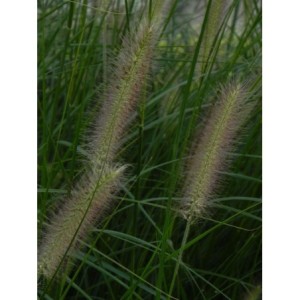 rozplenica japońska (Pennisetum alopecuroides) Lady U- Świat bylin - sklep internetowy