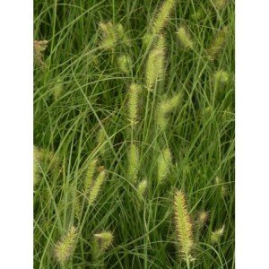 rozplenica japońska (Pennisetum alopecuroides) Little Bunny- Świat bylin - sklep internetowy