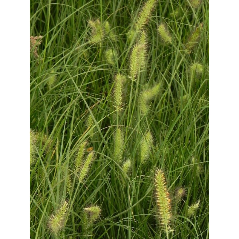 rozplenica japońska (Pennisetum alopecuroides) Little Bunny- Świat bylin - sklep internetowy