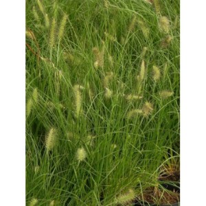 rozplenica japońska (Pennisetum alopecuroides) Little Bunny- Świat bylin - sklep internetowy