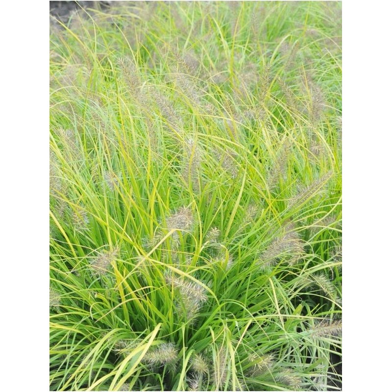 rozplenica japońska (Pennisetum alopecuroides) Lumen Gold- Świat bylin - sklep internetowy