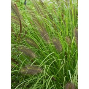 rozplenica japońska (Pennisetum alopecuroides) Red Head- Świat bylin - sklep internetowy