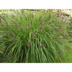 rozplenica japońska (Pennisetum alopecuroides) Red Head- Świat bylin - sklep internetowy