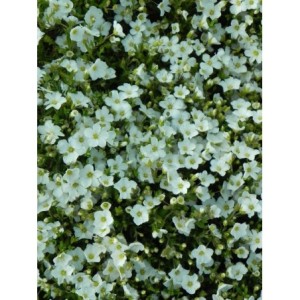 piaskowiec górski (Arenaria montana) Ronda- Świat bylin - sklep internetowy