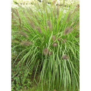 rozplenica japońska (Pennisetum alopecuroides) Red Head- Świat bylin - sklep internetowy