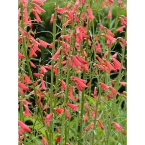 penstemon bródkowy (Penstemon barbatus ssp. coccineus) - Świat bylin - sklep internetowy