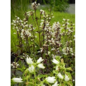 penstemon palczasty (Penstemon digitalis) Husker Red- Świat bylin - sklep internetowy