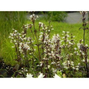 penstemon palczasty (Penstemon digitalis) Husker Red- Świat bylin - sklep internetowy