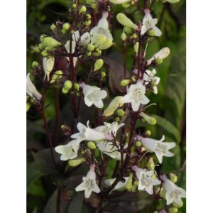 penstemon palczasty (Penstemon digitalis) Husker Red- Świat bylin - sklep internetowy