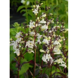 penstemon palczasty (Penstemon digitalis) Husker Red- Świat bylin - sklep internetowy