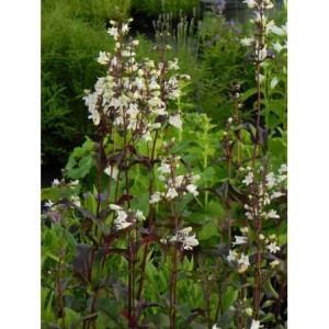 penstemon palczasty (Penstemon digitalis) Husker Red- Świat bylin - sklep internetowy