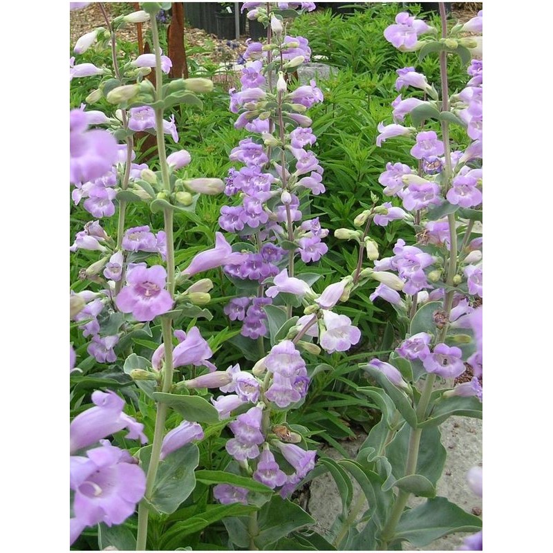 penstemon wielkokwiatowy (Penstemon grandiflorus) - Świat bylin - sklep internetowy