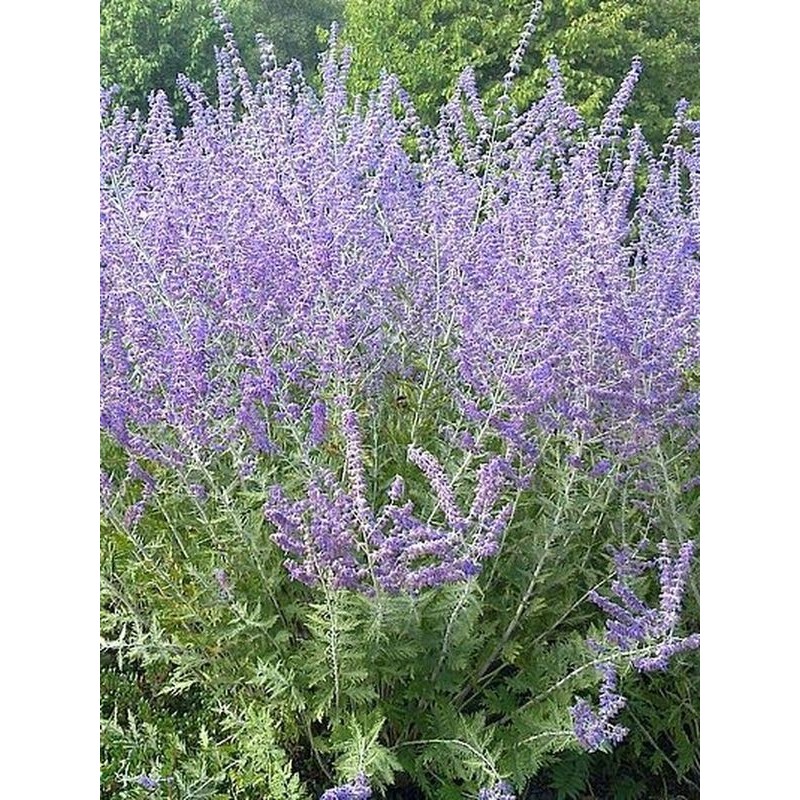 perowskia łobodolistna (Perovskia atriplicifolia) Blue Spire- Świat bylin - sklep internetowy