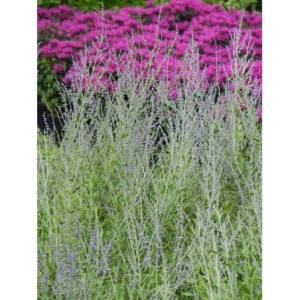 perowskia łobodolistna (Perovskia atriplicifolia) Blue Steel- Świat bylin - sklep internetowy