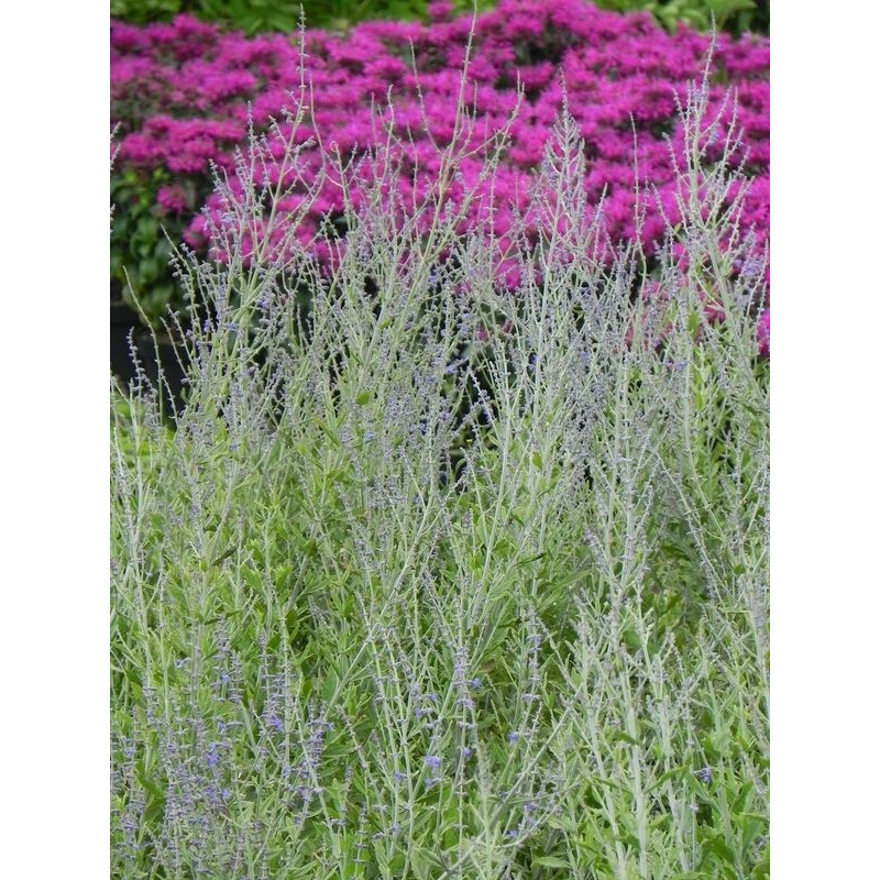 perowskia łobodolistna (Perovskia atriplicifolia) Blue Steel- Świat bylin - sklep internetowy
