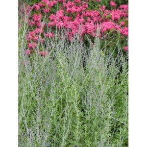 perowskia łobodolistna (Perovskia atriplicifolia) Blue Steel- Świat bylin - sklep internetowy