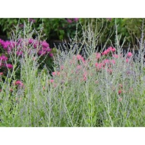 perowskia łobodolistna (Perovskia atriplicifolia) Blue Steel- Świat bylin - sklep internetowy