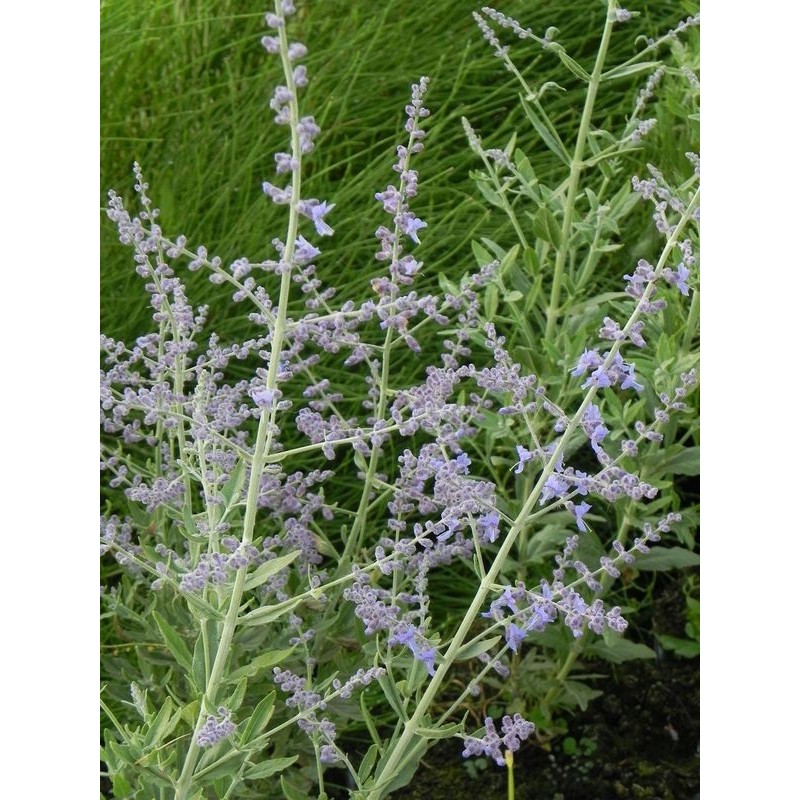 perowskia łobodolistna (Perovskia atriplicifolia) Bluesette- Świat bylin - sklep internetowy