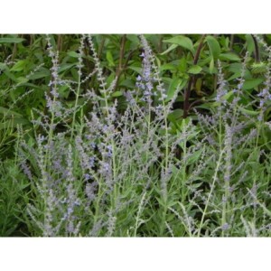 perowskia łobodolistna (Perovskia atriplicifolia) Bluesette- Świat bylin - sklep internetowy