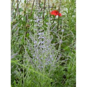 perowskia łobodolistna (Perovskia atriplicifolia) Bluesette- Świat bylin - sklep internetowy