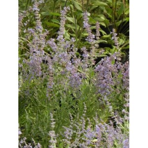 perowskia łobodolistna (Perovskia atriplicifolia) Bluesette- Świat bylin - sklep internetowy